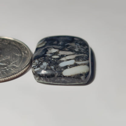 Orthoceras