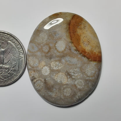 Fossil Coral