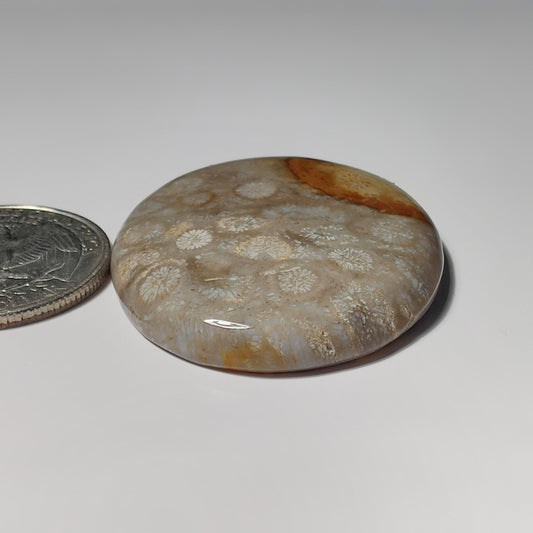 Fossil Coral