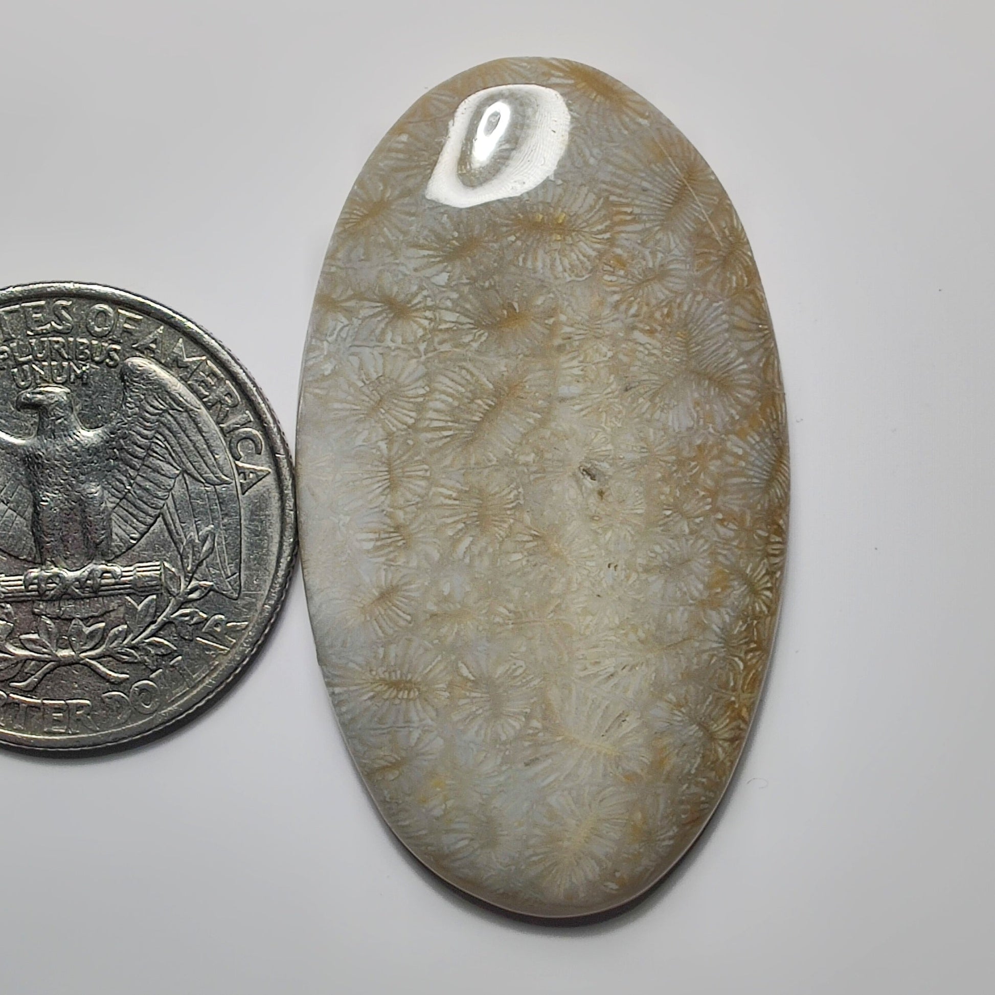 Fossil Coral