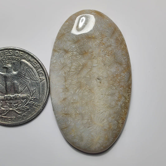 Fossil Coral