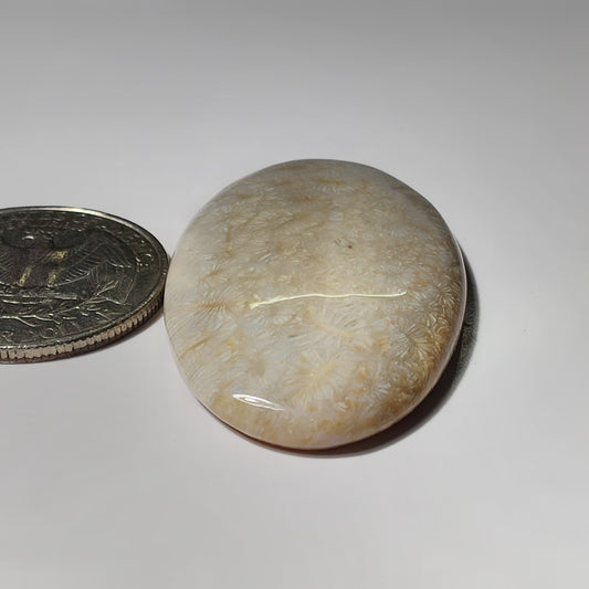 Fossil Coral