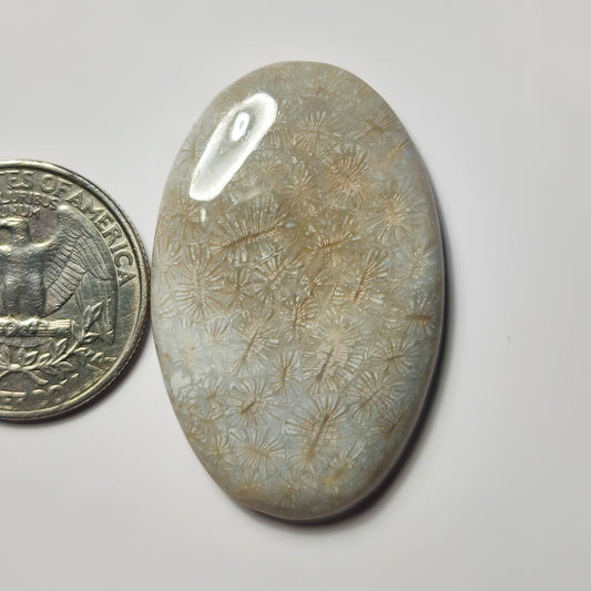 Fossil Coral