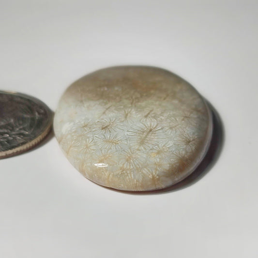 Fossil Coral