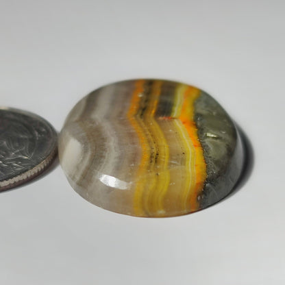 Bumble Bee Jasper