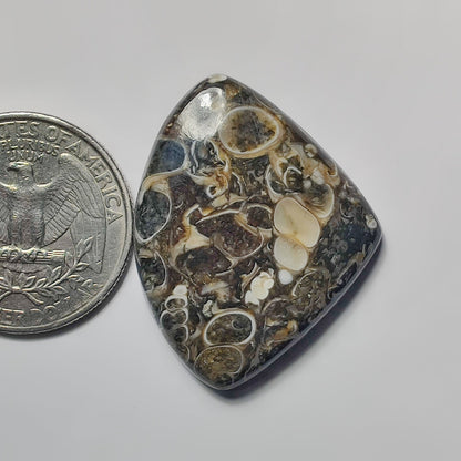 Turritella Agate