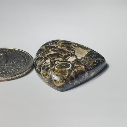 Turritella Agate