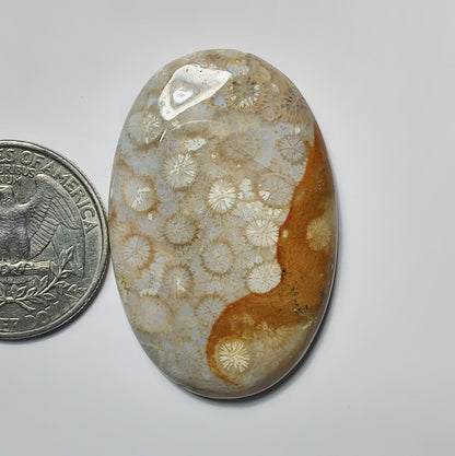 Fossil Coral
