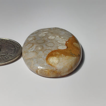 Fossil Coral