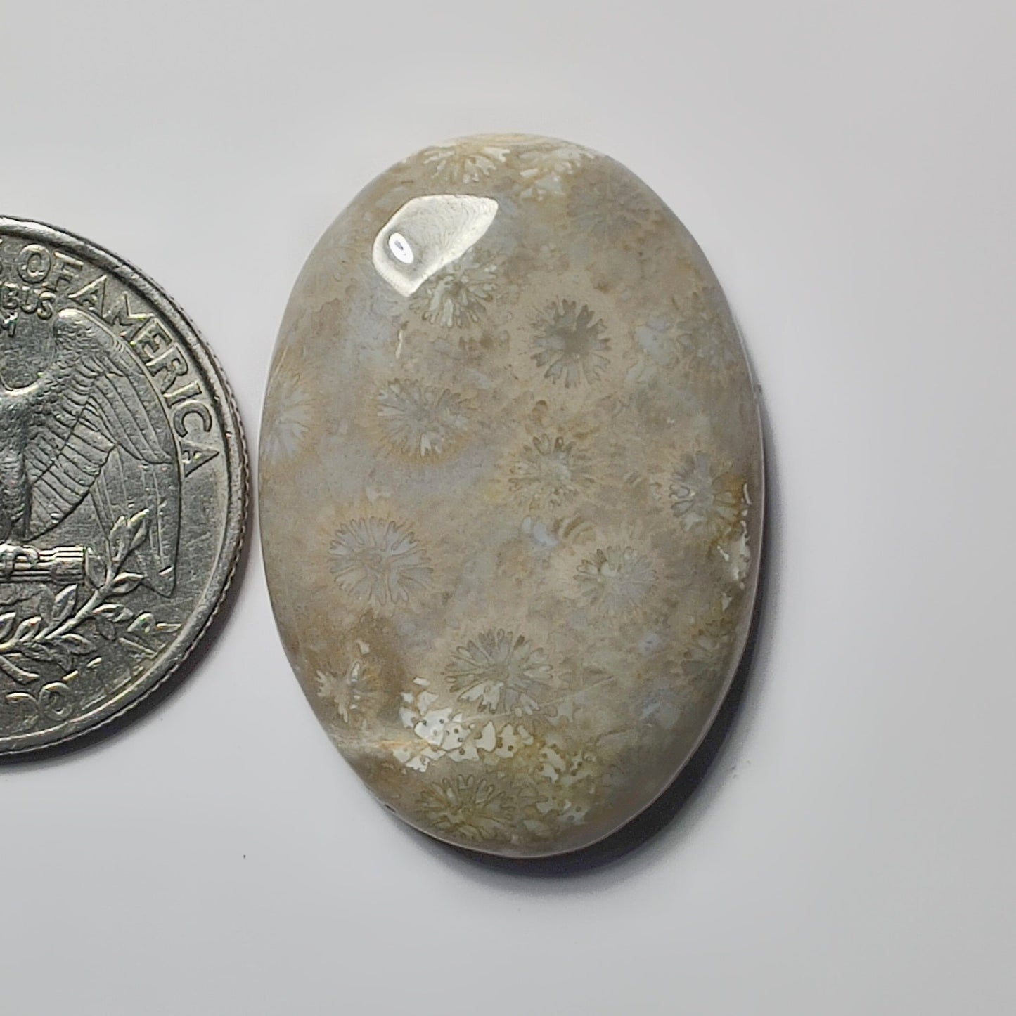 Fossil Coral
