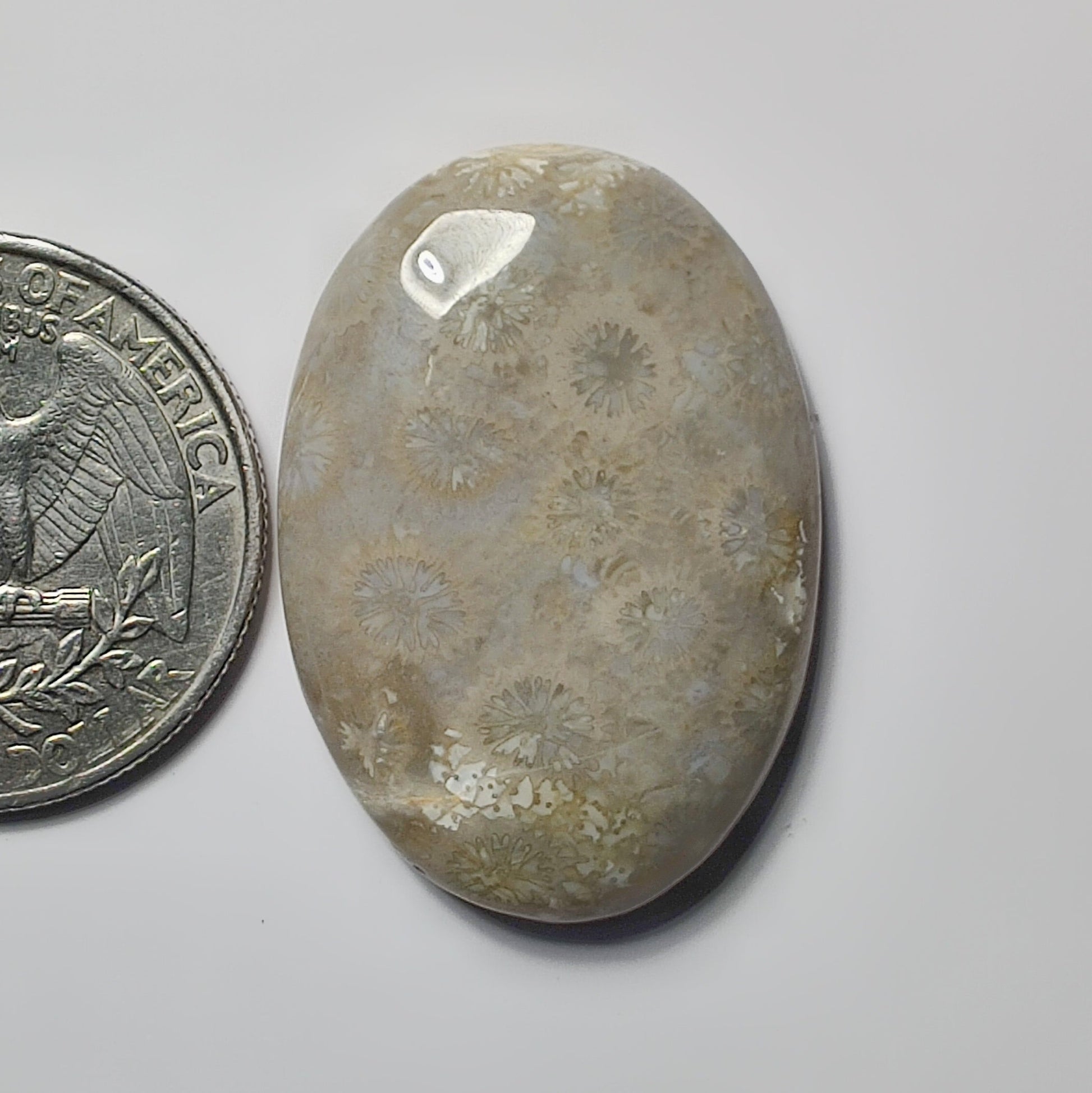 Fossil Coral
