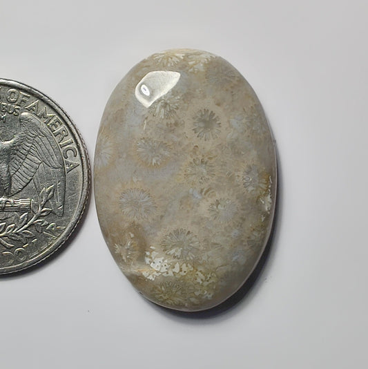 Fossil Coral
