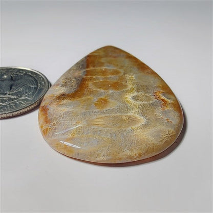 Fossil Coral gemstone cabochon - natural crystal healing stone for jewelry making by SemiPreciousCabs