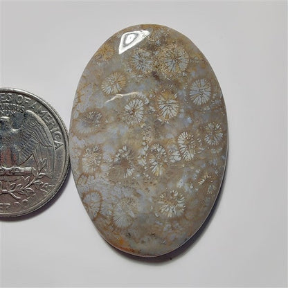 Fossil Coral gemstone cabochon - natural crystal healing stone for jewelry making by SemiPreciousCabs