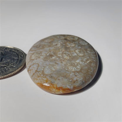 Fossil Coral gemstone cabochon - natural crystal healing stone for jewelry making by SemiPreciousCabs
