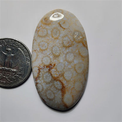 Fossil Coral gemstone cabochon - natural crystal healing stone for jewelry making by SemiPreciousCabs