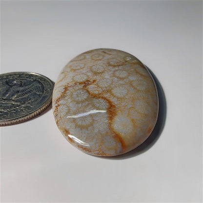 Fossil Coral gemstone cabochon - natural crystal healing stone for jewelry making by SemiPreciousCabs