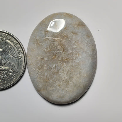Fossil Coral gemstone cabochon - natural crystal healing stone for jewelry making by SemiPreciousCabs