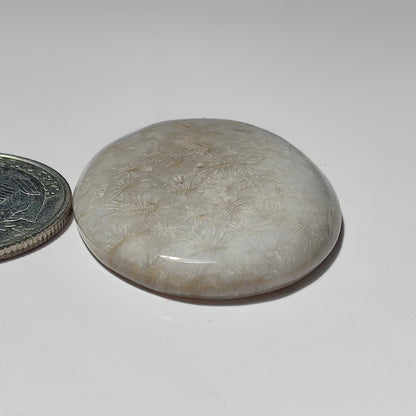 Fossil Coral gemstone cabochon - natural crystal healing stone for jewelry making by SemiPreciousCabs