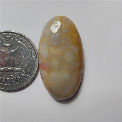Fossil Coral gemstone cabochon - natural crystal healing stone for jewelry making by SemiPreciousCabs