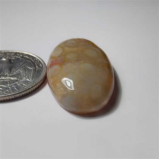 Fossil Coral gemstone cabochon - natural crystal healing stone for jewelry making by SemiPreciousCabs