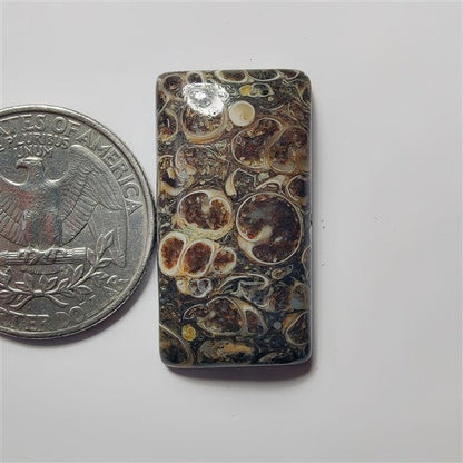 Turritella Agate gemstone cabochon - natural crystal healing stone for jewelry making by SemiPreciousCabs