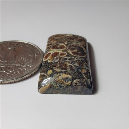 Turritella Agate gemstone cabochon - natural crystal healing stone for jewelry making by SemiPreciousCabs