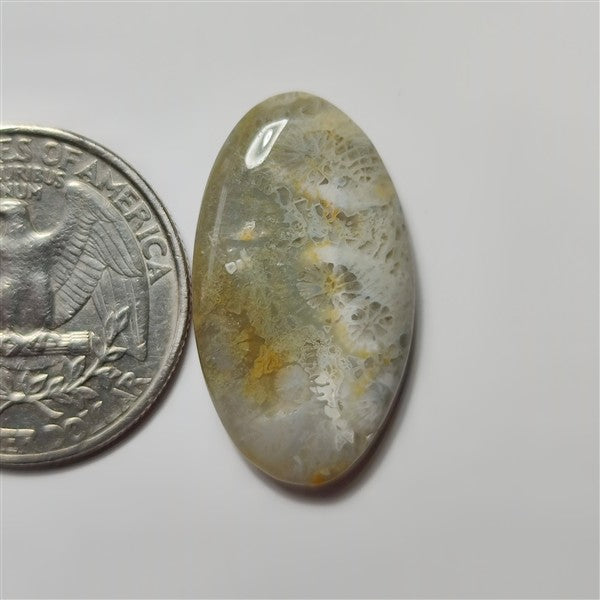 Fossil Coral gemstone cabochon - natural crystal healing stone for jewelry making by SemiPreciousCabs
