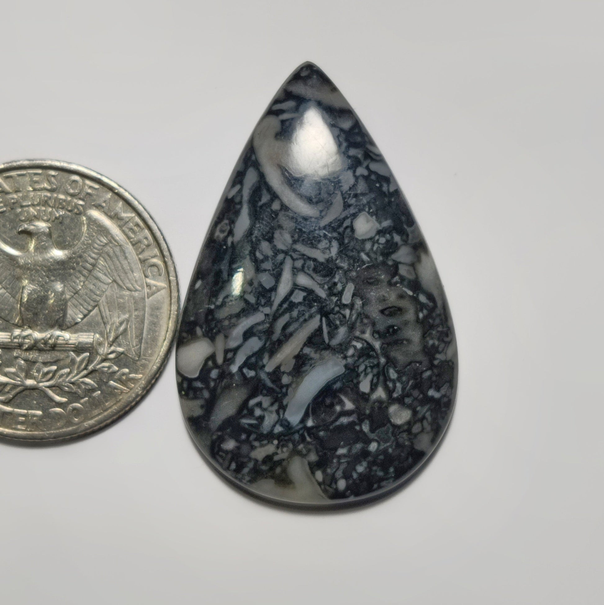 Orthoceras Jasper
