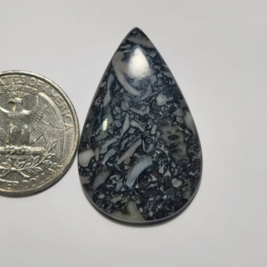 Orthoceras Jasper