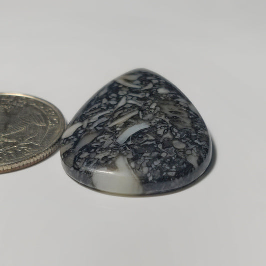 Orthoceras Jasper