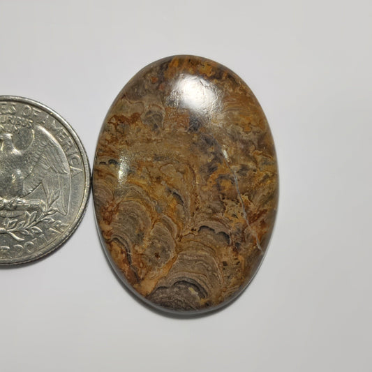 Stromatolite