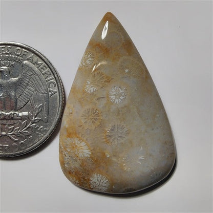 Fossil Coral gemstone cabochon - natural crystal healing stone for jewelry making by SemiPreciousCabs