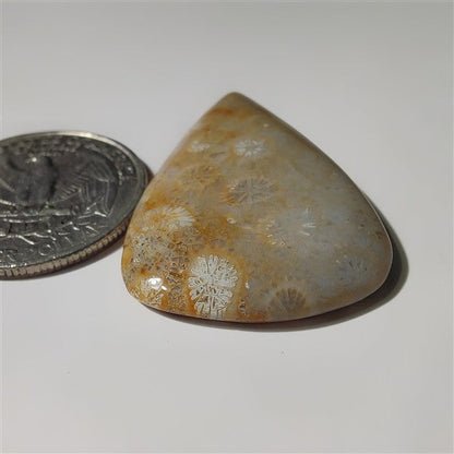 Fossil Coral gemstone cabochon - natural crystal healing stone for jewelry making by SemiPreciousCabs