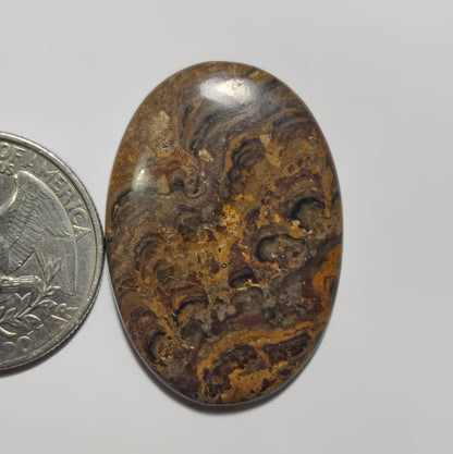 Stromatolite