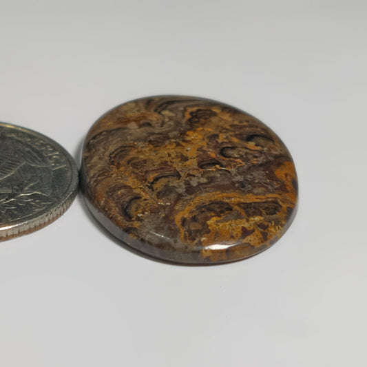 Stromatolite
