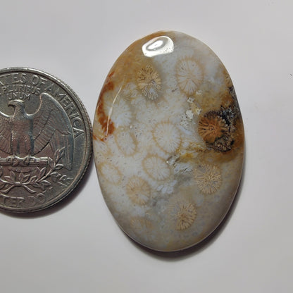 Fossil Coral gemstone cabochon - natural crystal healing stone for jewelry making by SemiPreciousCabs
