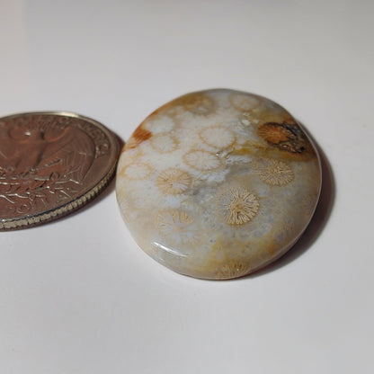 Fossil Coral gemstone cabochon - natural crystal healing stone for jewelry making by SemiPreciousCabs