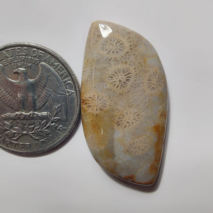 Fossil Coral gemstone cabochon - natural crystal healing stone for jewelry making by SemiPreciousCabs