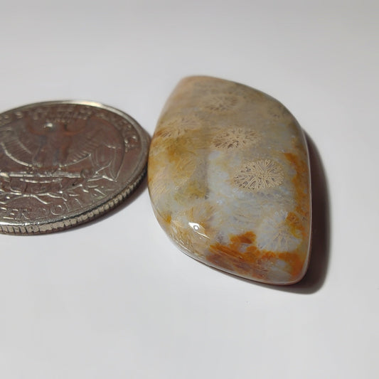 Fossil Coral gemstone cabochon - natural crystal healing stone for jewelry making by SemiPreciousCabs
