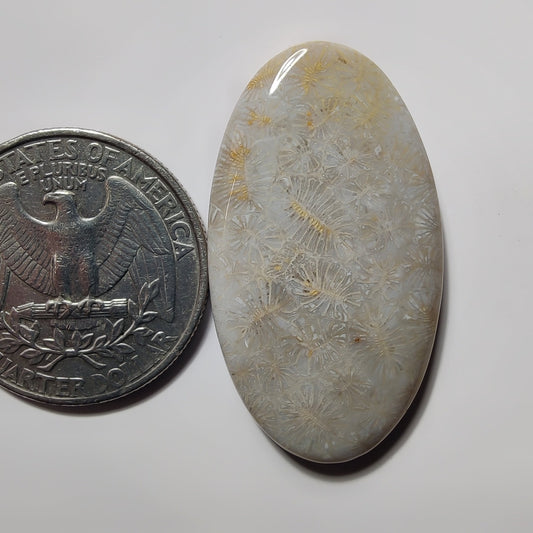 Fossil Coral gemstone cabochon - natural crystal healing stone for jewelry making by SemiPreciousCabs