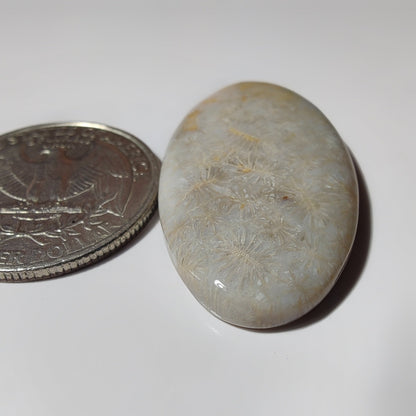 Fossil Coral gemstone cabochon - natural crystal healing stone for jewelry making by SemiPreciousCabs