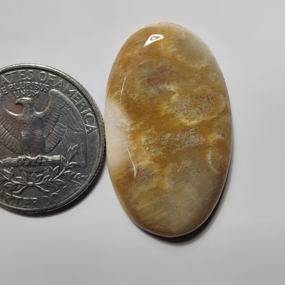 Fossil Coral gemstone cabochon - natural crystal healing stone for jewelry making by SemiPreciousCabs