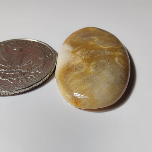 Fossil Coral gemstone cabochon - natural crystal healing stone for jewelry making by SemiPreciousCabs