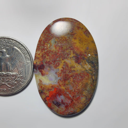 Palm Root Agate