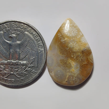 Fossils Coral gemstone cabochon - natural crystal healing stone for jewelry making by SemiPreciousCabs