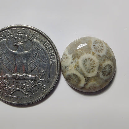 Fossils Coral gemstone cabochon - natural crystal healing stone for jewelry making by SemiPreciousCabs