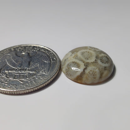 Fossils Coral gemstone cabochon - natural crystal healing stone for jewelry making by SemiPreciousCabs