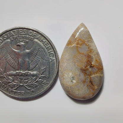 Fossils Coral gemstone cabochon - natural crystal healing stone for jewelry making by SemiPreciousCabs