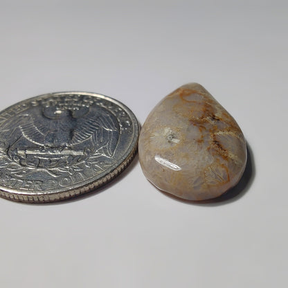 Fossils Coral gemstone cabochon - natural crystal healing stone for jewelry making by SemiPreciousCabs